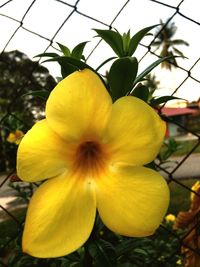 Close-up of yellow flower blooming outdoors