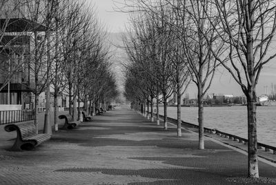 Empty pathway along trees