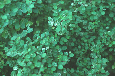 Full frame shot of green leaves