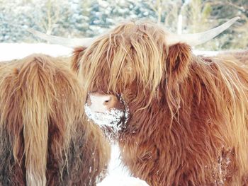 Highland cattle on field during winter