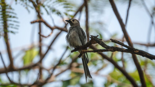 Low angle view of bird perching on branch