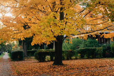 Trees growing in park during autumn