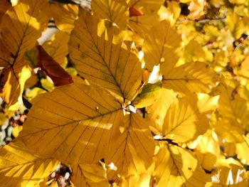 Close-up of yellow maple leaves