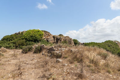 Plants growing on land against sky