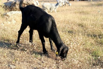 Black dog on field