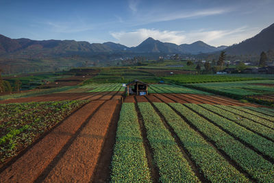 Entering the rainy season, farmers begin planting vegetable seeds.