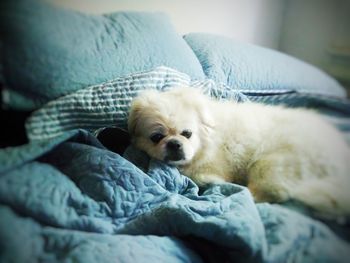 Close-up of dog sleeping on bed