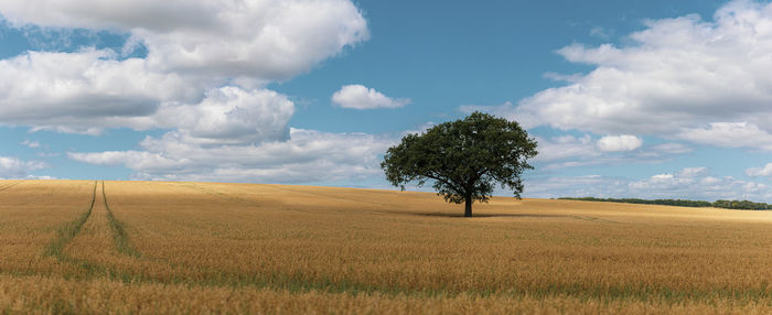 Scenic view of agricultural field against sky