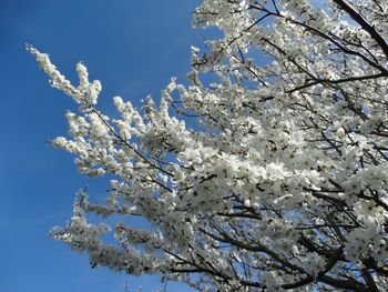 Low angle view of blooming tree against sky