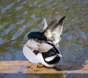 Duck swimming on lake