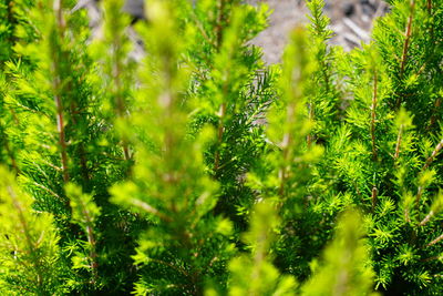 Close-up of fresh green plants