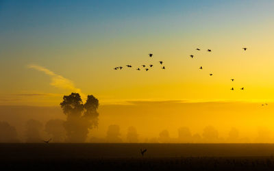 Silhouette birds flying in the sky at sunset