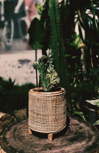 Close-up of potted plant in basket on table