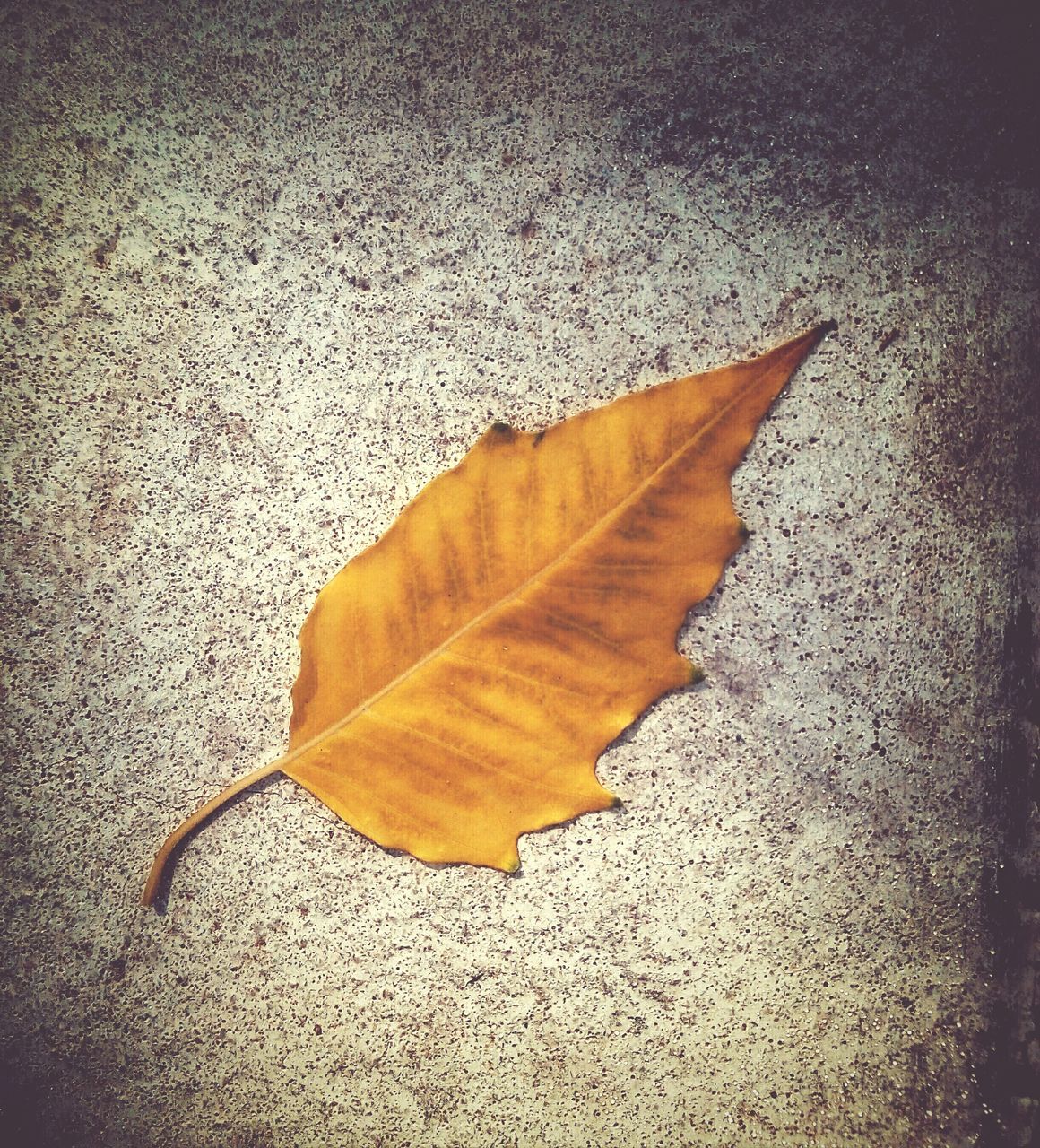 leaf, dry, high angle view, autumn, asphalt, street, close-up, ground, single object, textured, leaf vein, fallen, change, season, nature, road, fragility, natural pattern, still life, no people