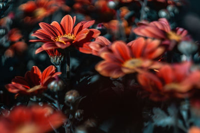 Close-up of orange flowering plants