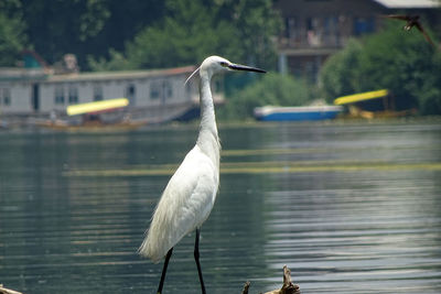 Close-up of bird perching on lake