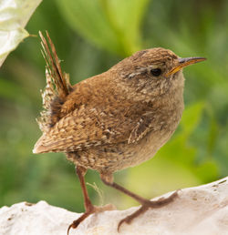 Close-up of bird perching outdoors