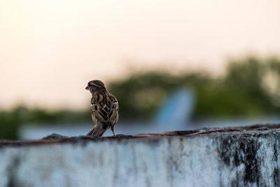 Close-up of bird perching on retaining wall