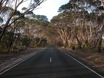 Empty road along trees