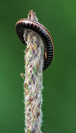 Close-up of striped millipede, ommatoiulus sabulosus, on a grass 