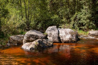Water flowing through rocks in forest