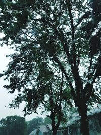 Low angle view of trees in forest