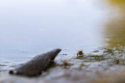 Close-up of crab on beach