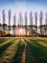 Trees on field against sky