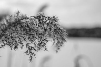 Close-up of plants against sky