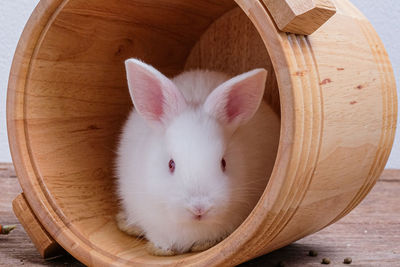 Close-up of white cat on wooden table