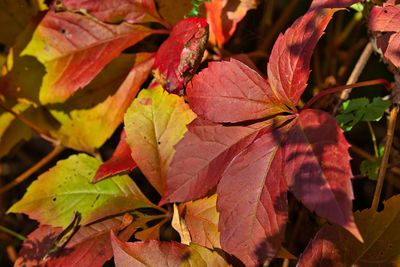 Close-up of maple leaves on plant