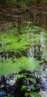 Scenic view of lake in forest