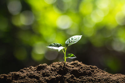 Close-up of seedling growing in mud