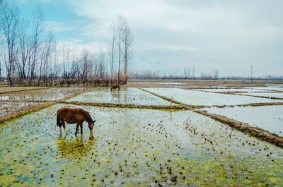 Horse in a field