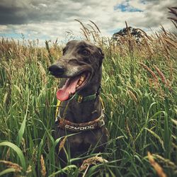 Close-up of dog sitting amidst crops on field