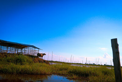 Scenic view of river against clear blue sky