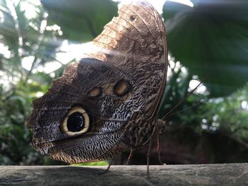 Close-up of butterfly perching on tree trunk