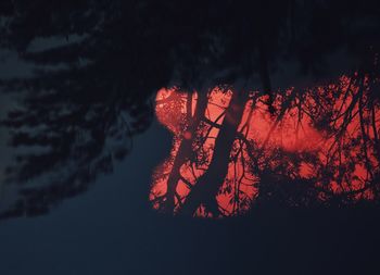 Close-up of red tree against sky at night