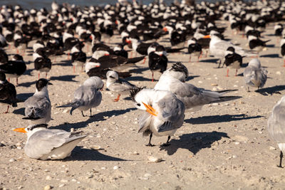 High angle view of pigeons feeding