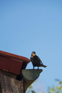 Low angle view of bird perching on roof against clear blue sky