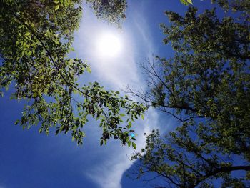 Low angle view of tree against sky on sunny day