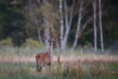 Deer standing in a field
