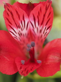 Close-up of butterfly on flower