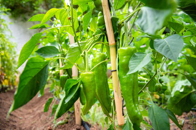 Close-up of fresh green plant on field