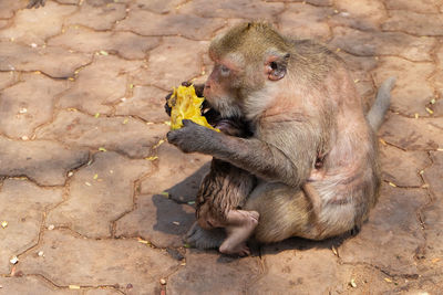 Close-up of monkey eating outdoors