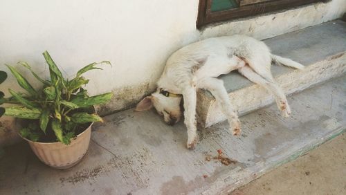 High angle view of dog sleeping outdoors