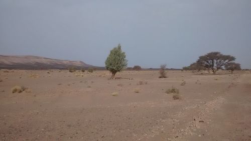 Single tree on landscape against clear sky