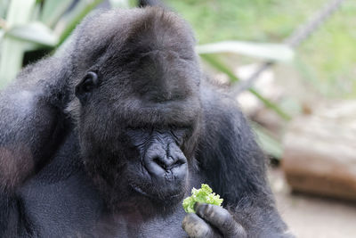 Close-up of monkey eating plant