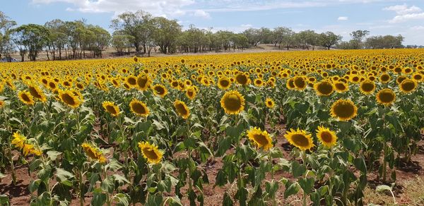 Scenic view of sunflower field against sky