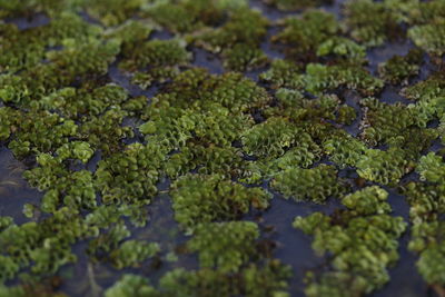 Close-up of fresh green plants